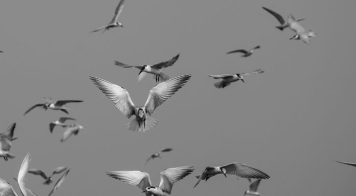 Terns