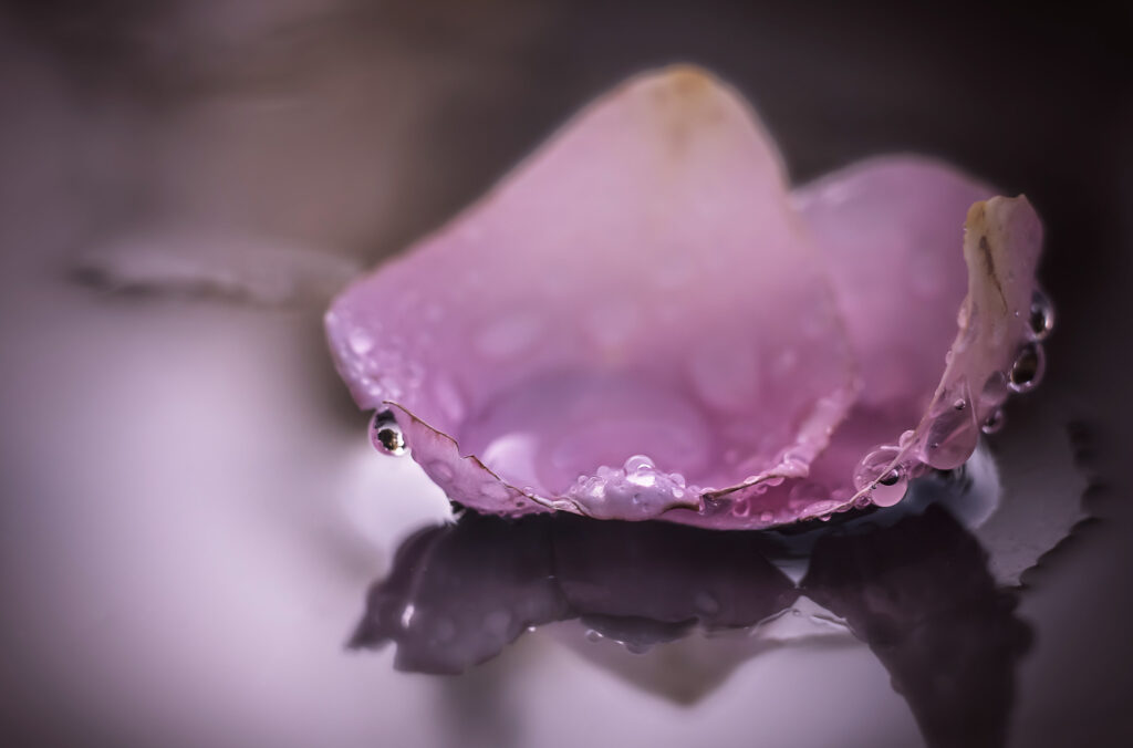 You came to me upon the weakness of a rose petal