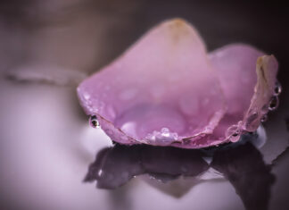 You came to me upon the weakness of a rose petal