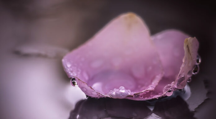 You came to me upon the weakness of a rose petal