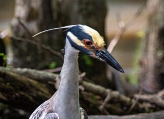 Spying on My Beloved Ghosts