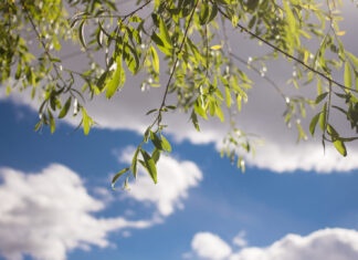 A Love Sonnet Written on the Occasion of the Death of Ruth Bader Ginsburg