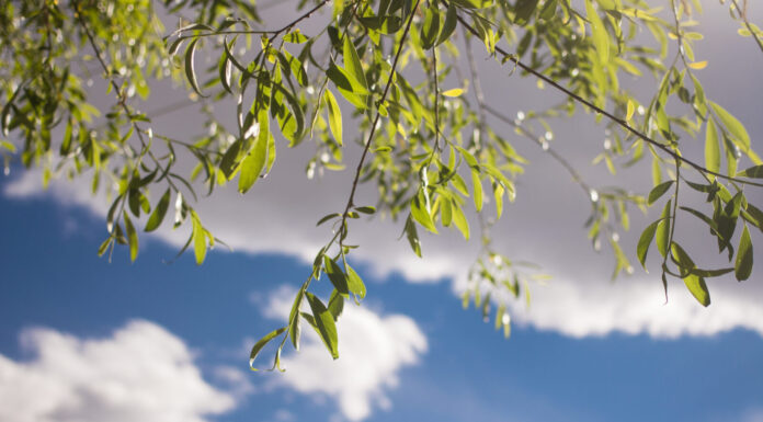 A Love Sonnet Written on the Occasion of the Death of Ruth Bader Ginsburg