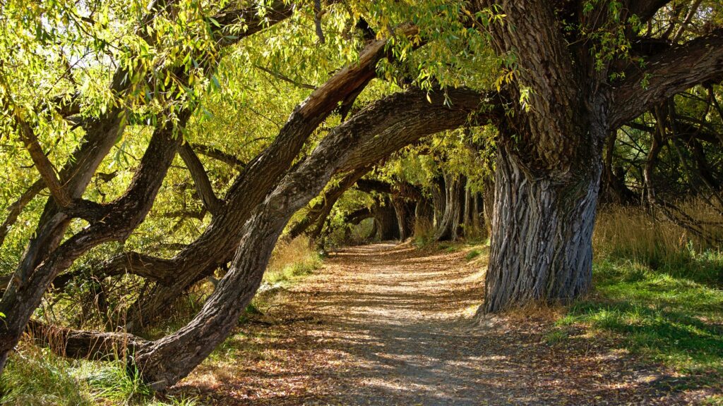 Grove of Trees Under Which We Are Side by Side, Shape of the
