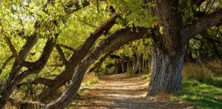 Grove of Trees Under Which We Are Side by Side, Shape of the