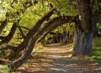 Grove of Trees Under Which We Are Side by Side, Shape of the