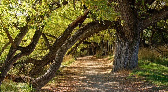 Grove of Trees Under Which We Are Side by Side, Shape of the