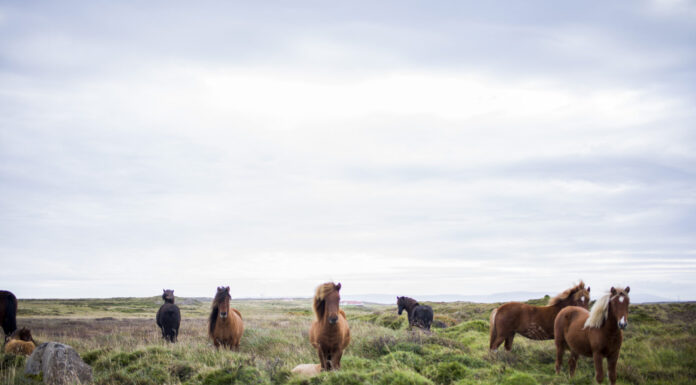 A Team of Horses Gathers Me into Heaven