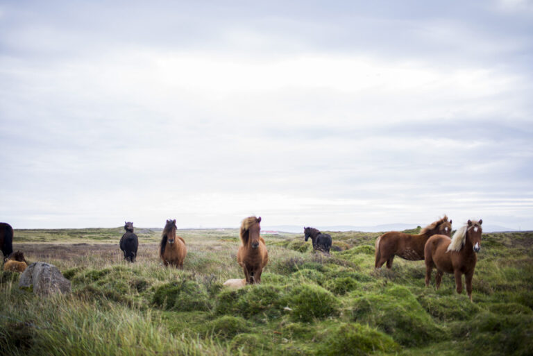 A Team of Horses Gathers Me into Heaven