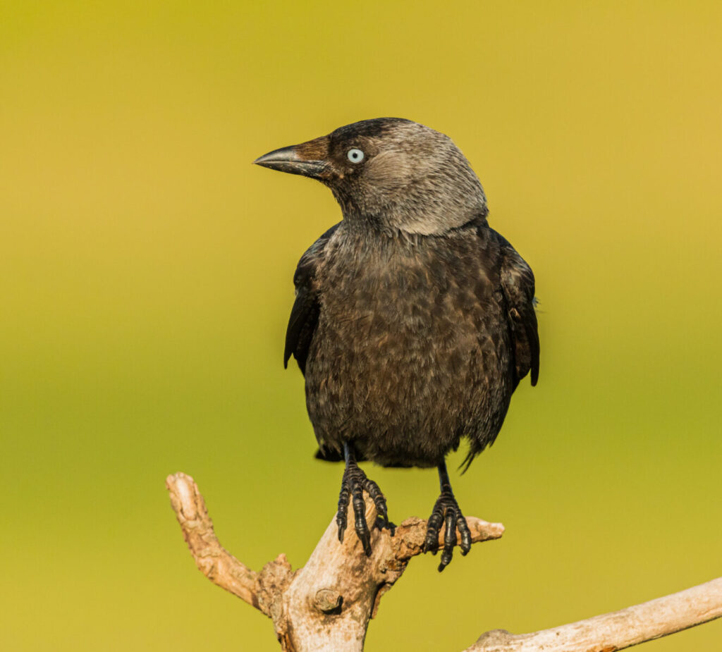 Totalitarian Ornithology