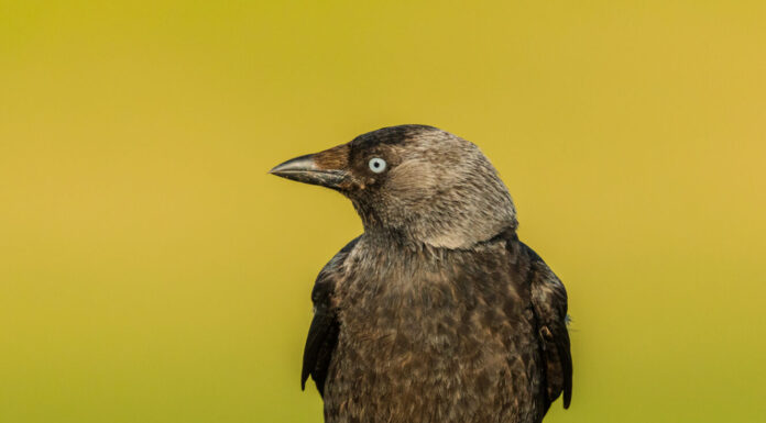 Totalitarian Ornithology