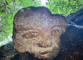 AA #2 – Unnamed: We’ll Call Him Mushroom