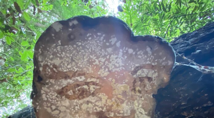 AA #2 – Unnamed: We’ll Call Him Mushroom