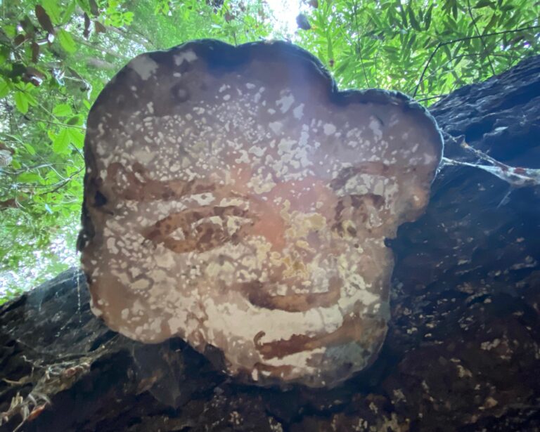 AA #2 – Unnamed: We’ll Call Him Mushroom