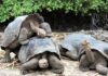 Galapagos tortoises