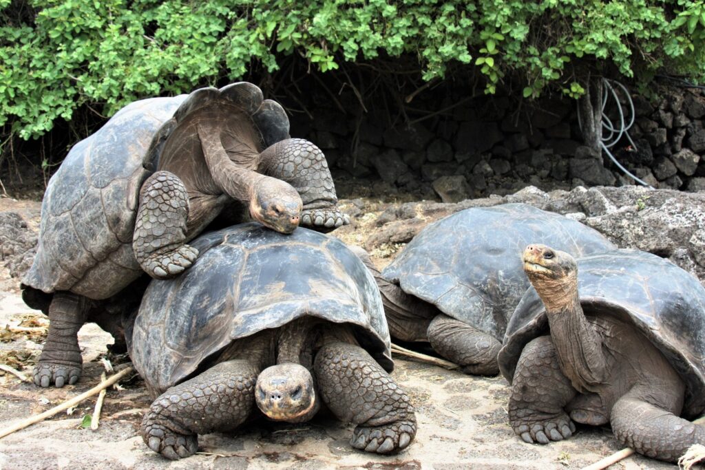 Galapagos tortoises
