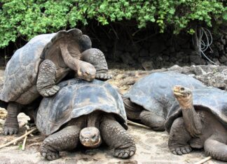 Galapagos tortoises