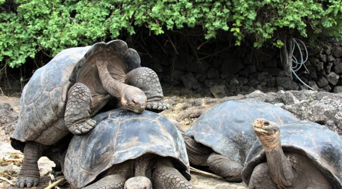 Galapagos tortoises