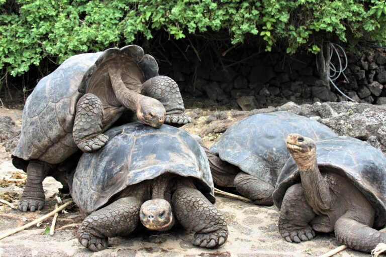 Galapagos tortoises