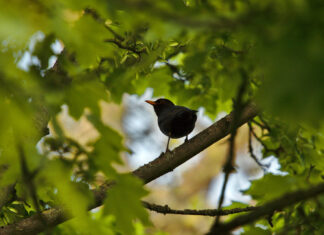 on the road to solitude