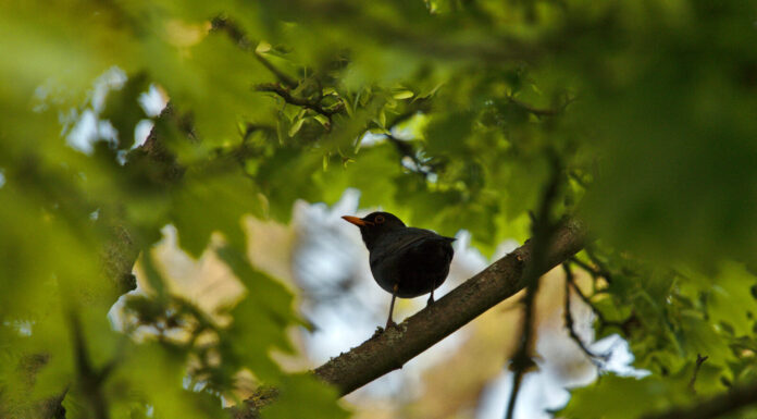 on the road to solitude