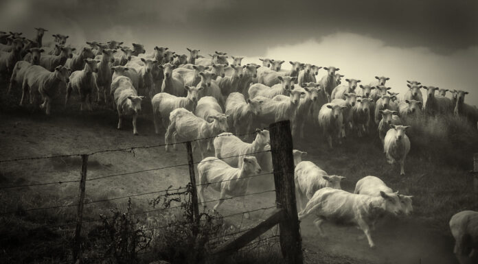 Mobs want to do my thinking for me