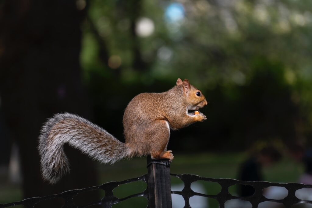 The Day Squirrels Preach