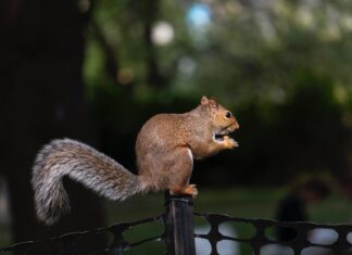 The Day Squirrels Preach