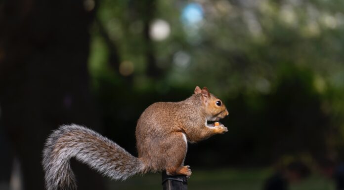 The Day Squirrels Preach