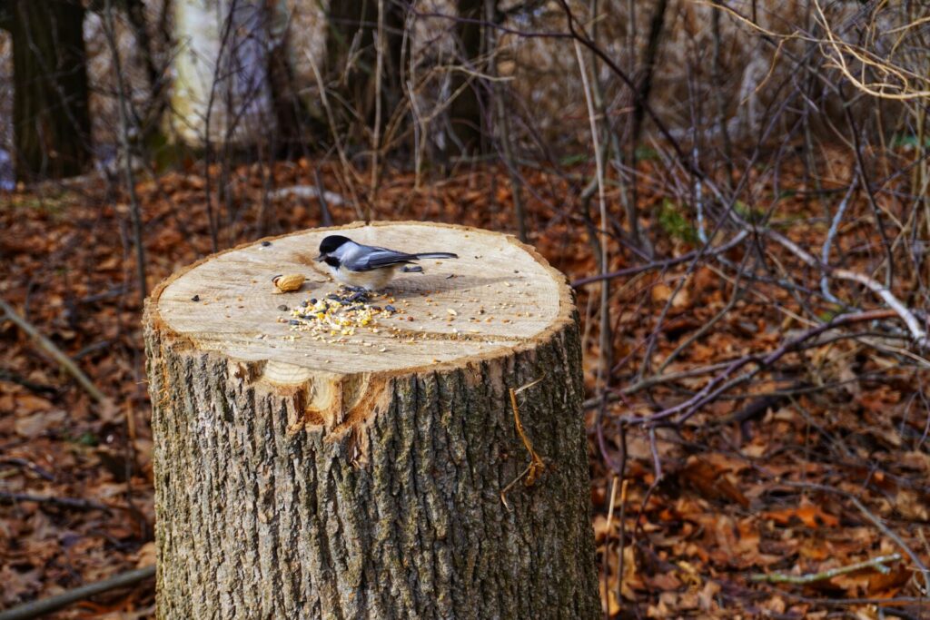 The Wood Conductor