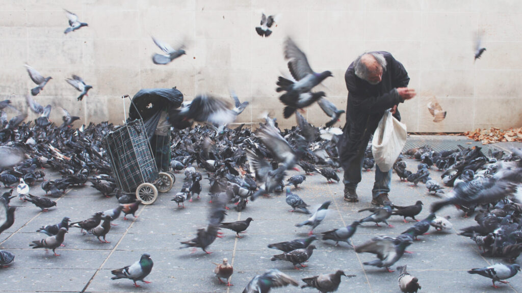 Pigeon religion