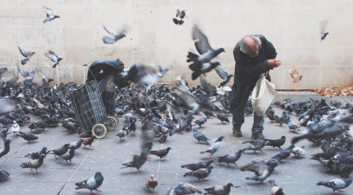 Pigeon religion
