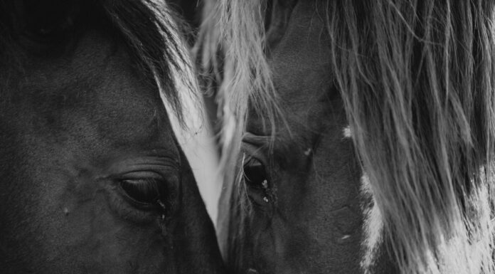 Donny’s viral photos of wild horses