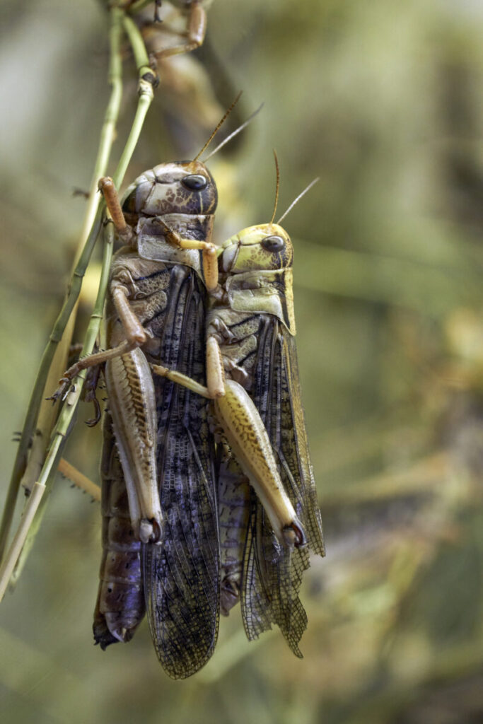 The Insect Sonnets: Grasshopper