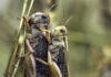 The Insect Sonnets: Grasshopper