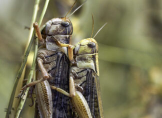The Insect Sonnets: Grasshopper