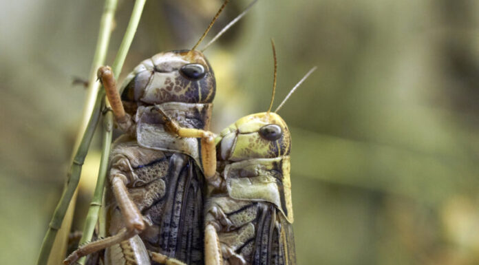The Insect Sonnets: Grasshopper