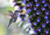 Ode to a Hummingbird