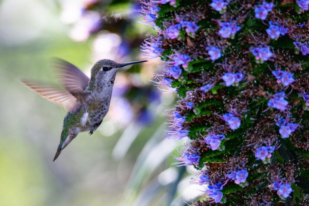 Ode to a Hummingbird