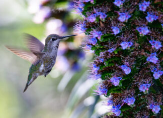 Ode to a Hummingbird