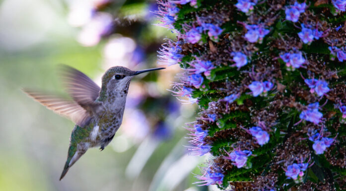 Ode to a Hummingbird