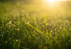 Dew