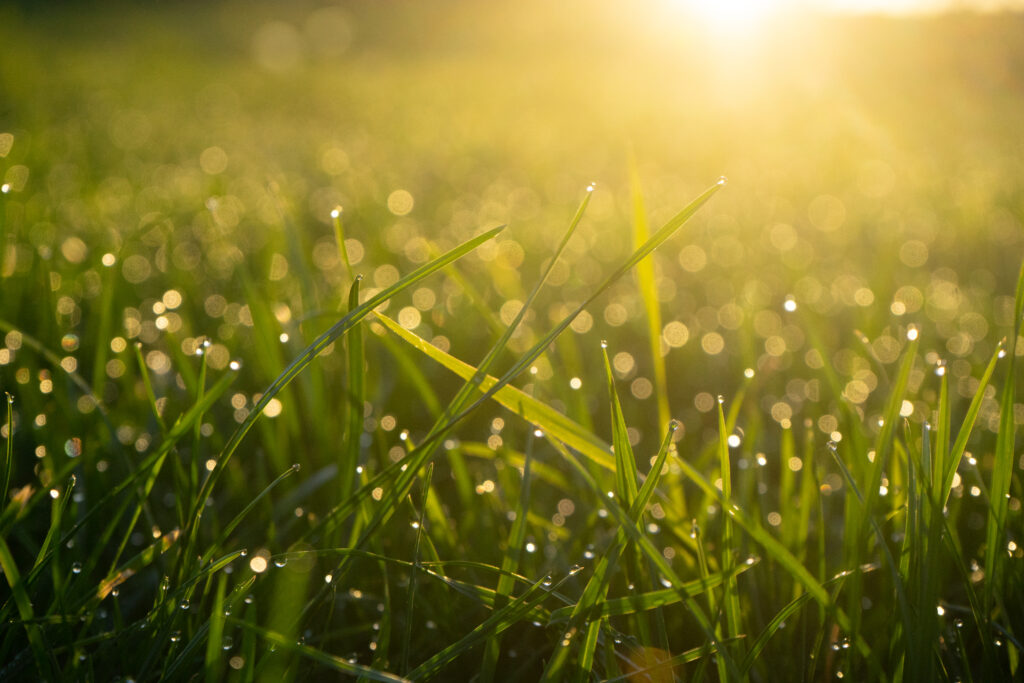 Dew