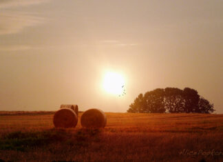 Harvest