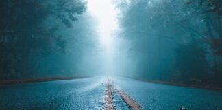 Road Trip gray concrete road and green leafed trees