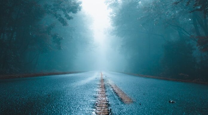 Road Trip gray concrete road and green leafed trees
