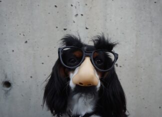 Receipt black and white dog with disguise eyeglasses