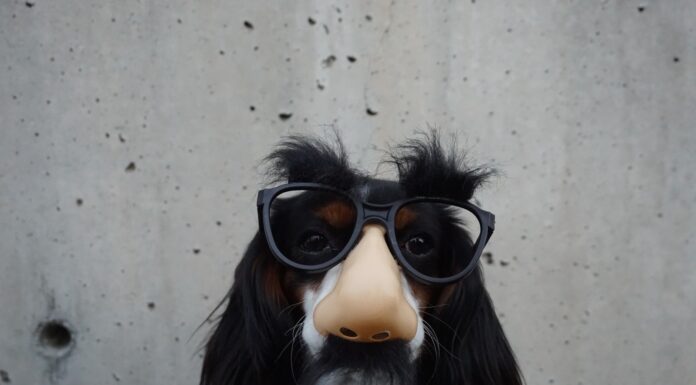 Receipt black and white dog with disguise eyeglasses
