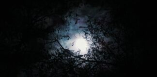 He’s probably sleeping now silhouette of tree with full moon background