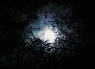 He’s probably sleeping now silhouette of tree with full moon background